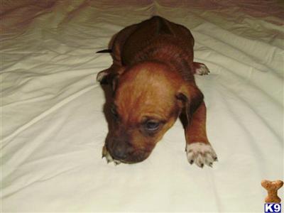 Rhodesian Ridgeback Puppies for Sale