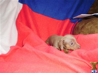 Dachshund Puppies in TX