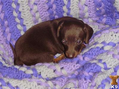 Dachshund Puppies in TX