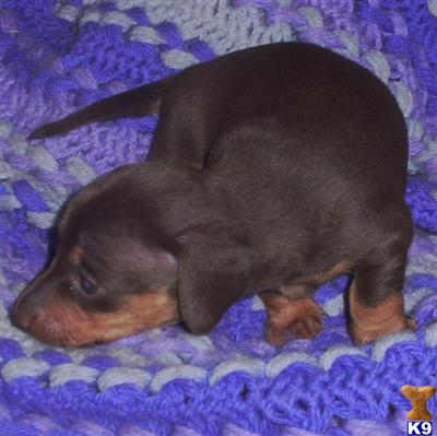 Dachshund Puppies in TX