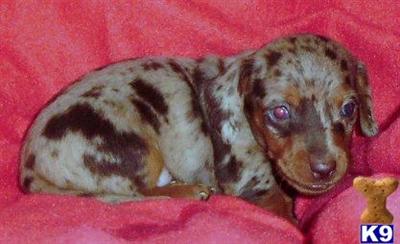 Dachshund Puppies in TX