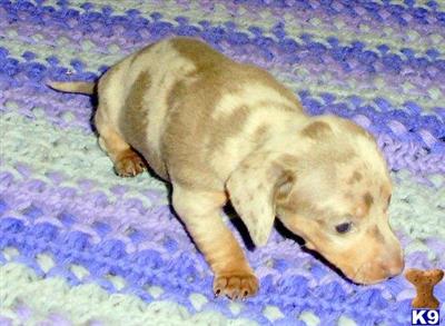 Dachshund Puppies in TX