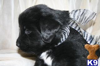 Newfoundland Puppies for Sale