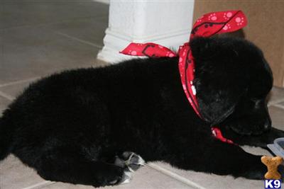 Newfoundland Puppies
