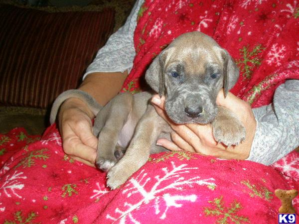 Great Dane Puppies in TX