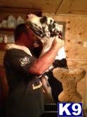 Great Dane Puppies in TX