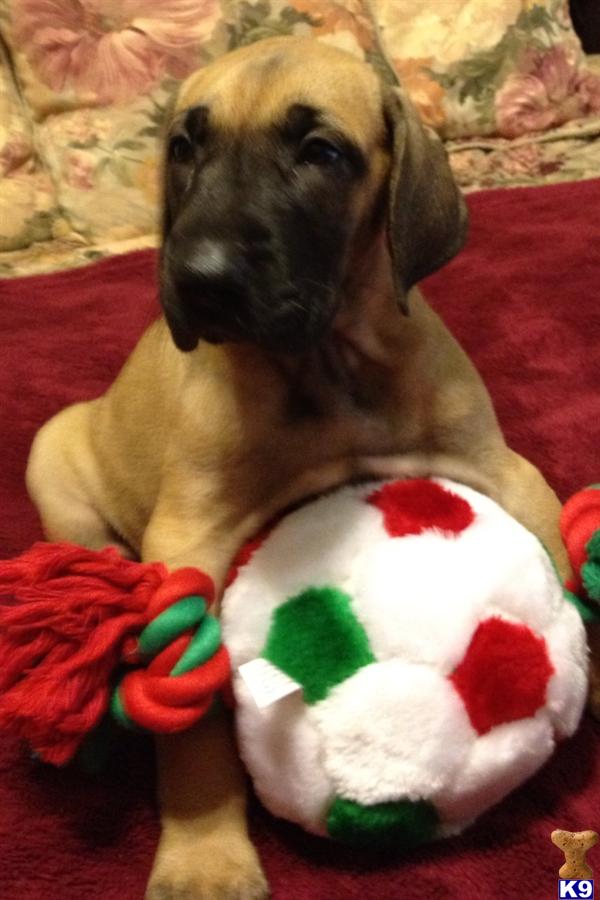 Great Dane Puppies in TX