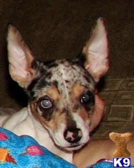 Rat Terrier Puppies for Sale