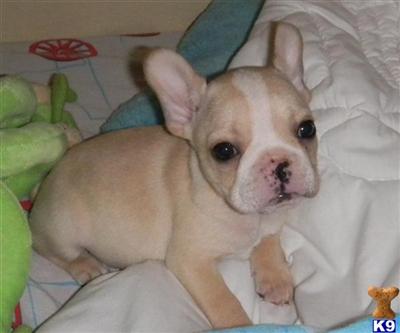 French Bulldog Puppies in TX