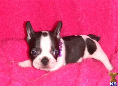 French Bulldog Puppies in TX