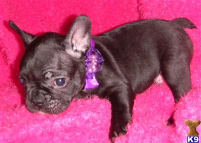 French Bulldog Puppies in TX