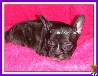 French Bulldog Puppies in TX