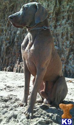 Stud Dogs - Weimaraner