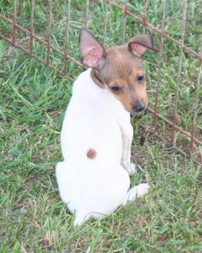 Toy Fox Terrier Puppies for Sale