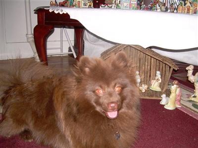 Stud Dogs in RI