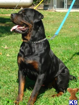 Dogs for Sale in AR