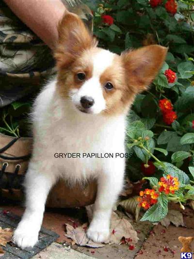 Puppies in NC