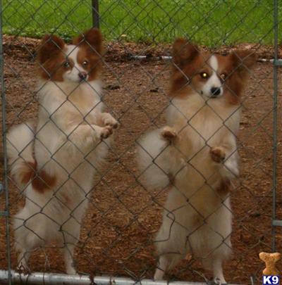 Puppies in NC