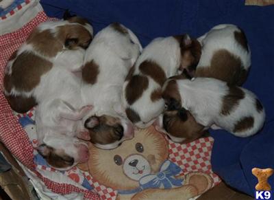 Papillon Puppies for Sale