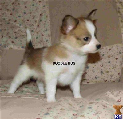 Puppies in NC