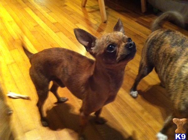 Stud Dogs - Chihuahua