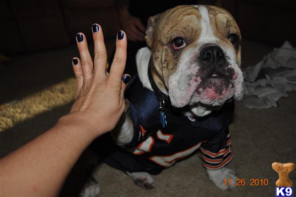 Stud Dogs in IN