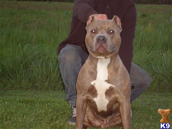 Stud Dogs in PA