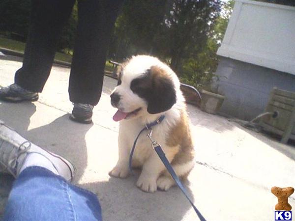 Saint Bernard Puppies
