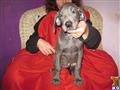 Great Dane