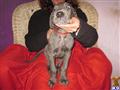 Great Dane