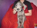Great Dane