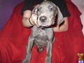Great Dane