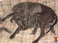 Great Dane