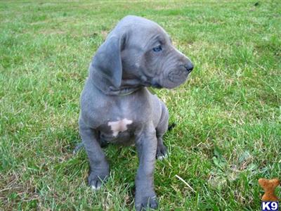 Great Dane Puppies for Sale