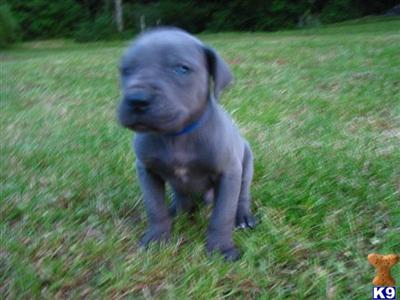 Great Dane Puppies for Sale