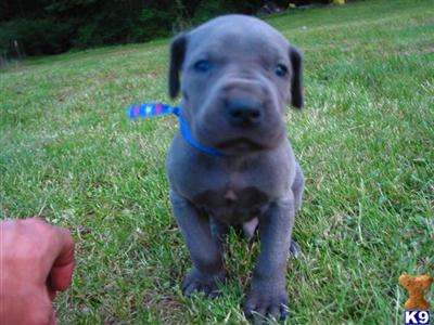 Great Dane Puppies for Sale