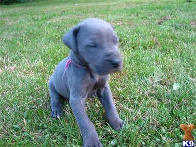 Great Dane Puppies for Sale