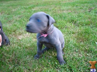 Great Dane Puppies for Sale