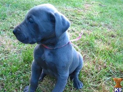 Great Dane Puppies for Sale