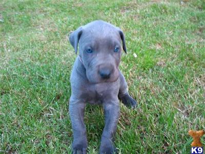 Great Dane Puppies for Sale