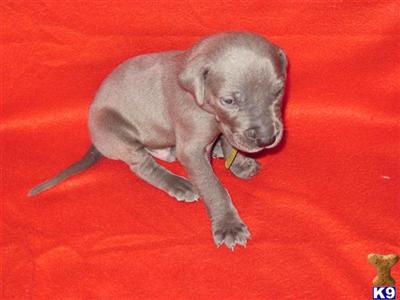 Puppies in WA