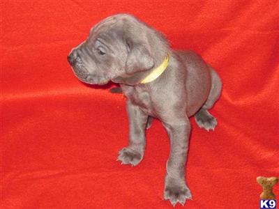 Puppies in WA