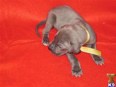 Puppies in WA