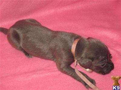 Puppies in WA
