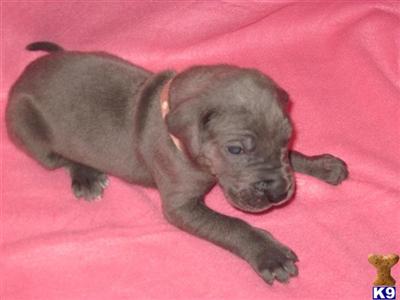 Puppies in WA