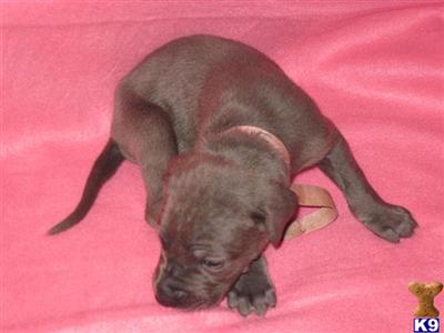Puppies in WA