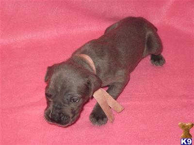 Puppies in WA