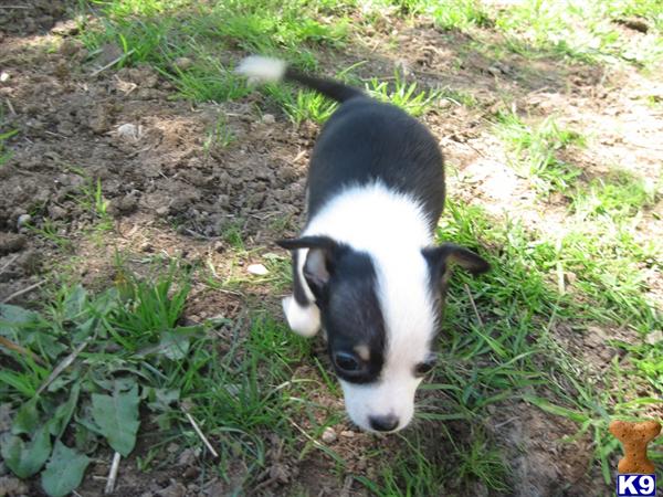 Puppies in WA