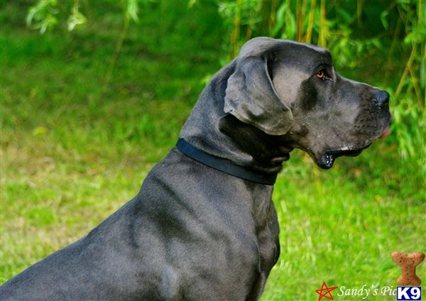 Stud Dogs - Great Dane