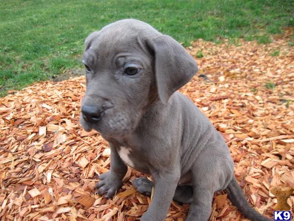 Puppies in WA